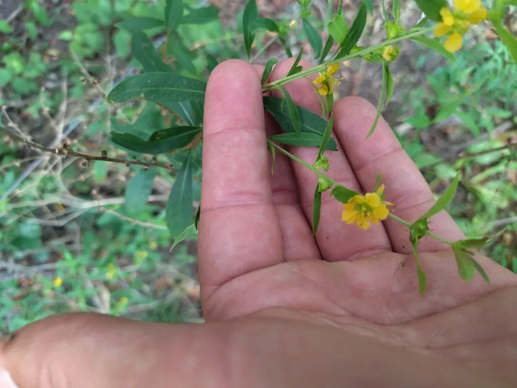 Heimia Apetala