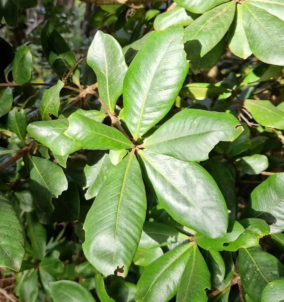 Pleiomeris Canariensis