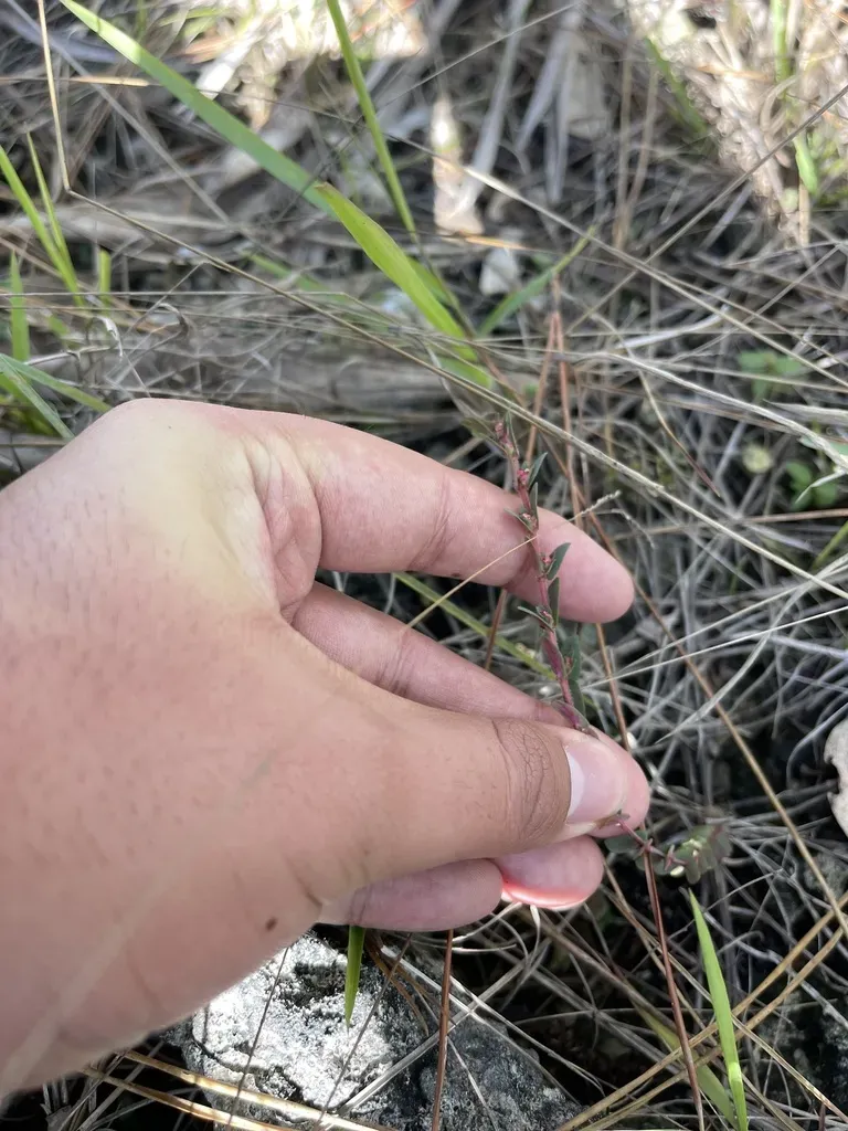 Everglade Key Sandmat