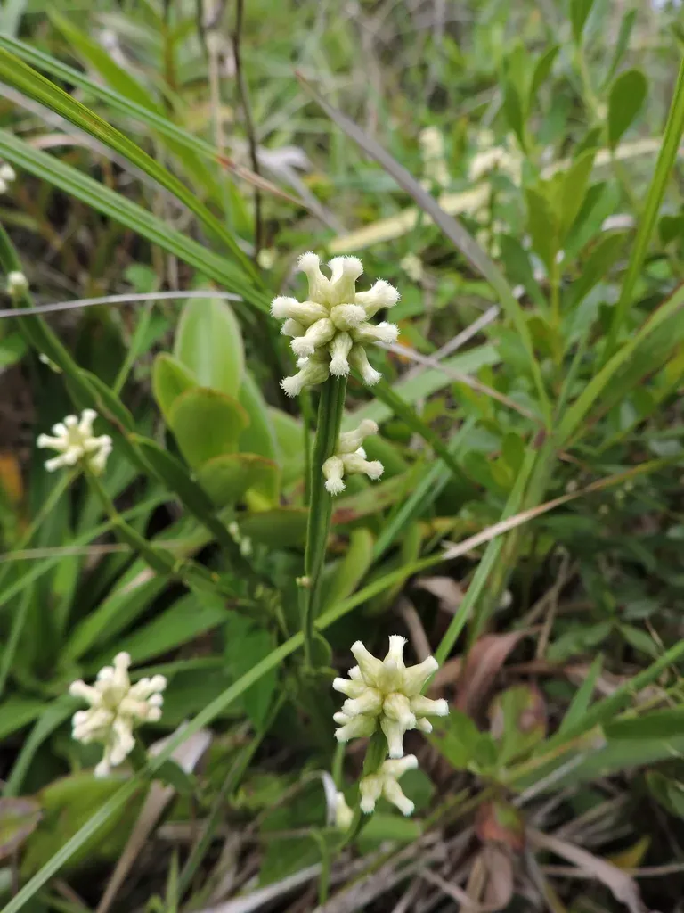 Baccharis Subtropicalis