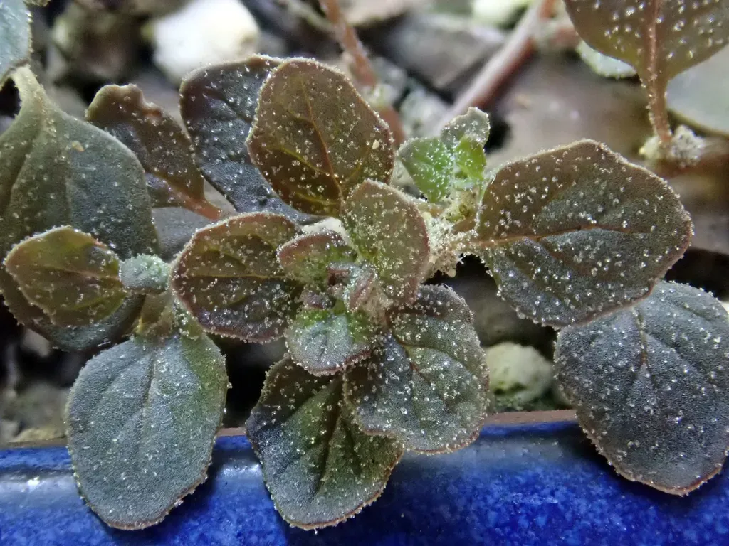 Pygmy Goosefoot