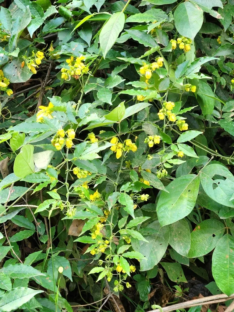 Senna Undulata