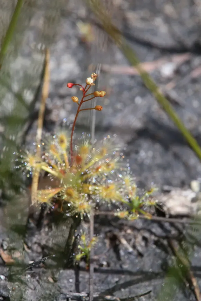 Drosera Enodes