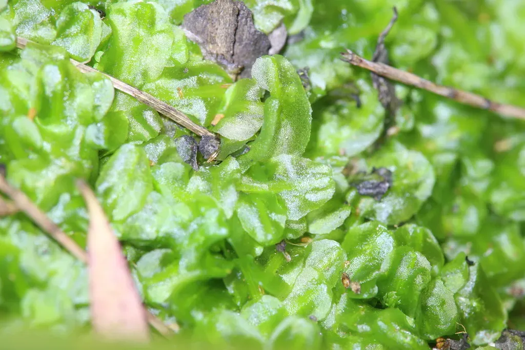 Podomitrium Phyllanthus