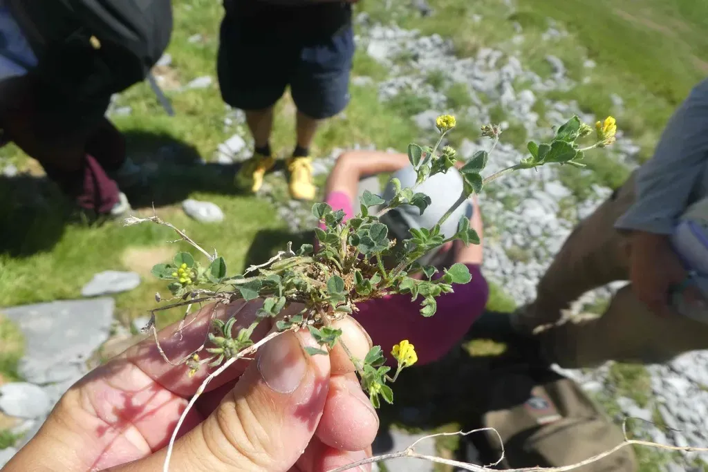 Medicago Suffruticosa