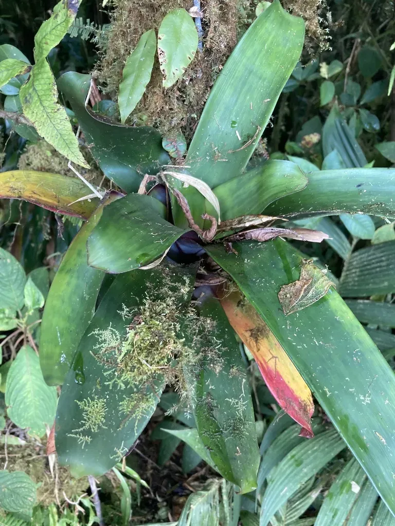 Purple Underside Leafed Werauhia