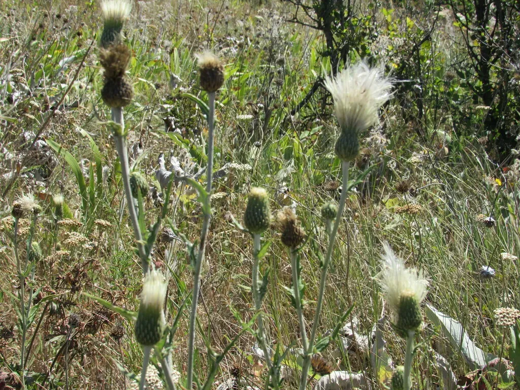 Palouse Thistle