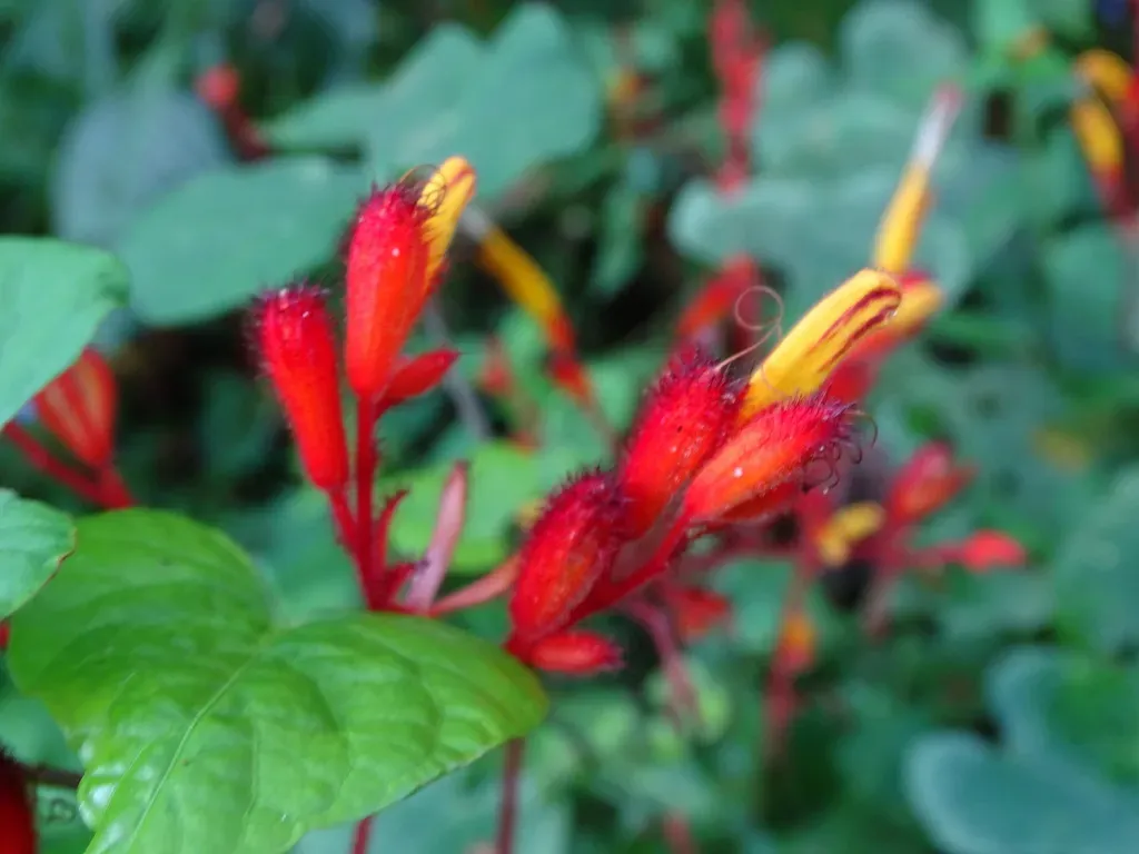 Stenostephanus Monolophus