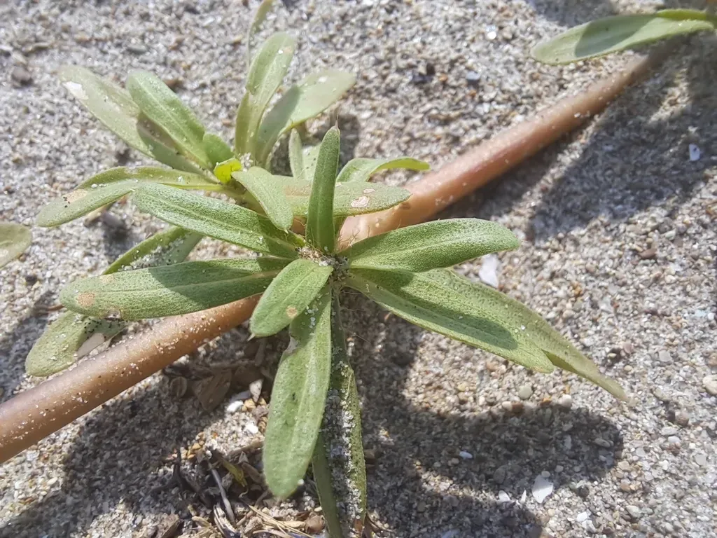 Pectis Multiflosculosa