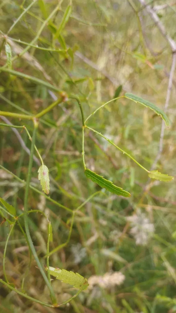 Rubus Cissoides × Squarrosus