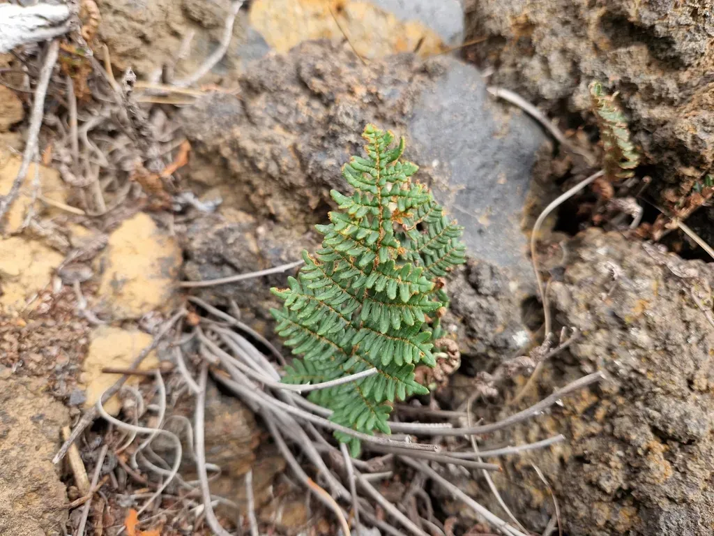 Paragymnopteris Marantae