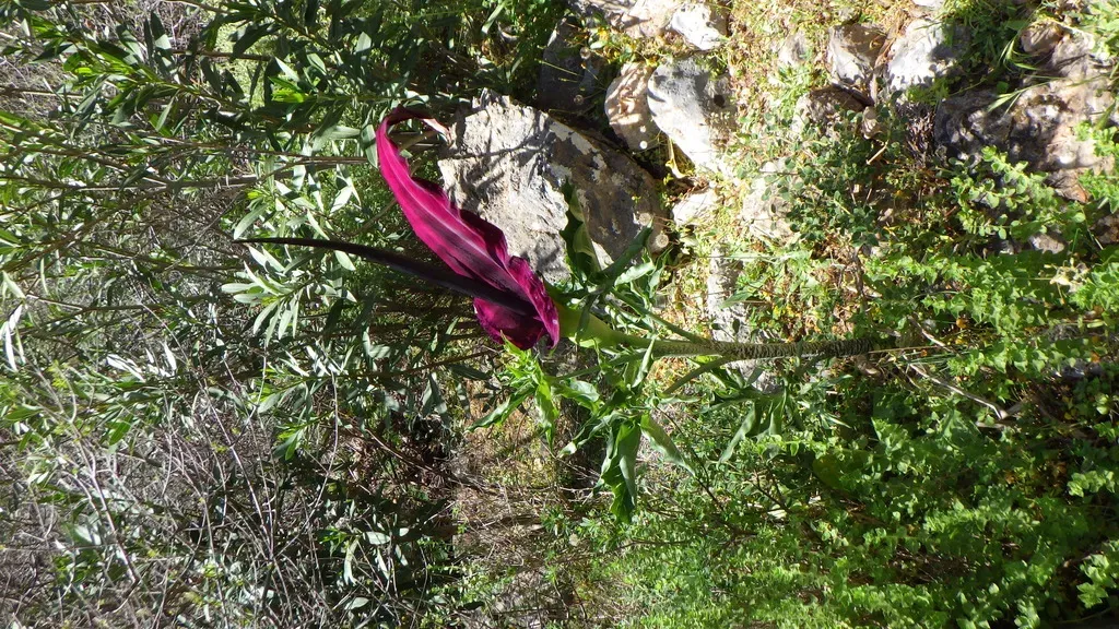 Dragon Arum
