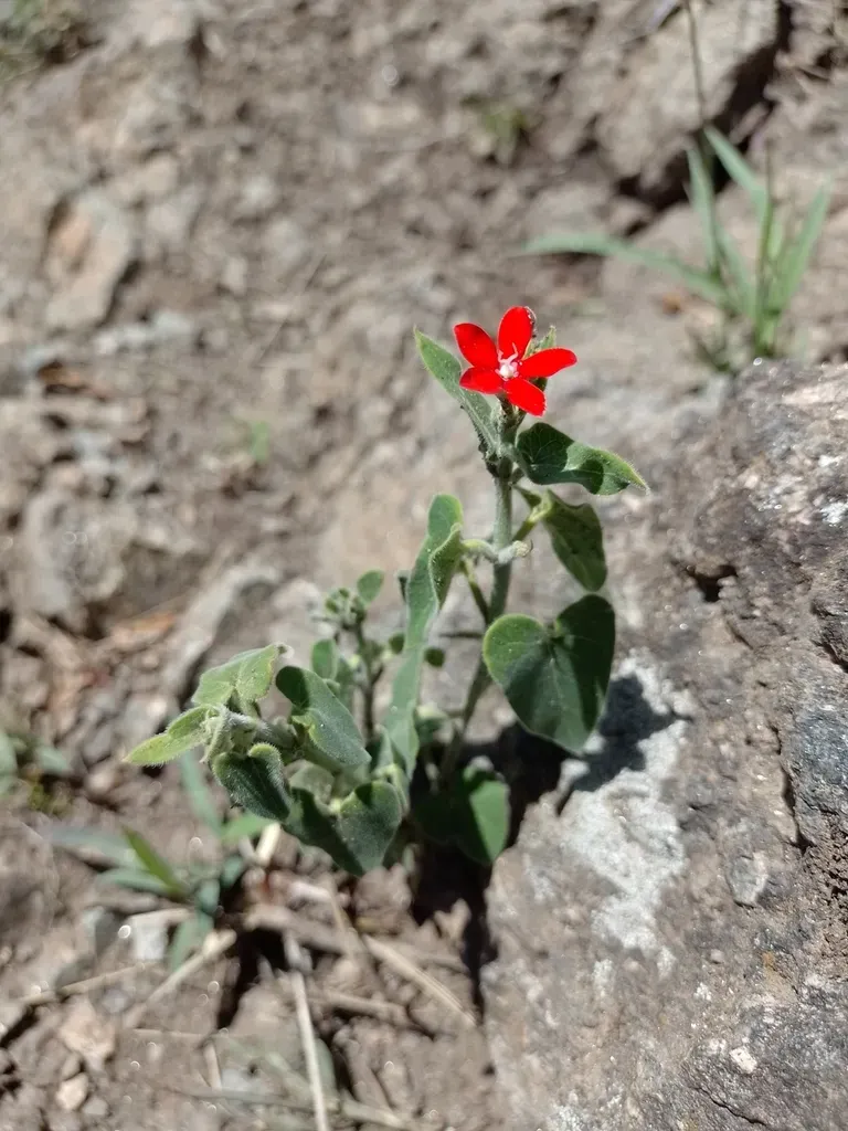 Oxypetalum Coccineum