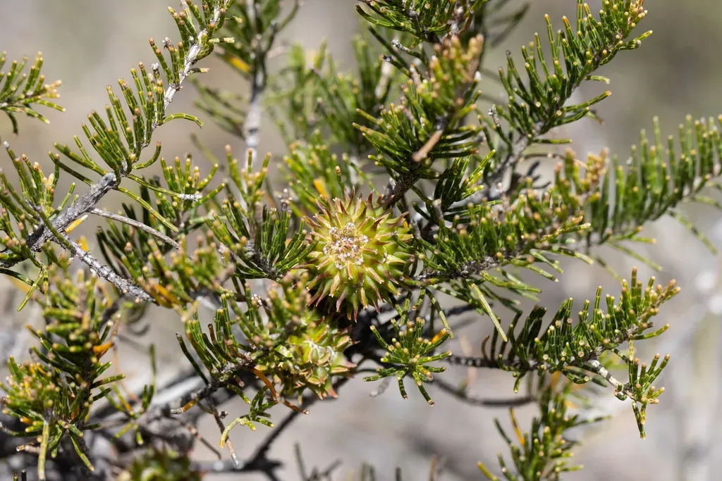 Horned Sheoak