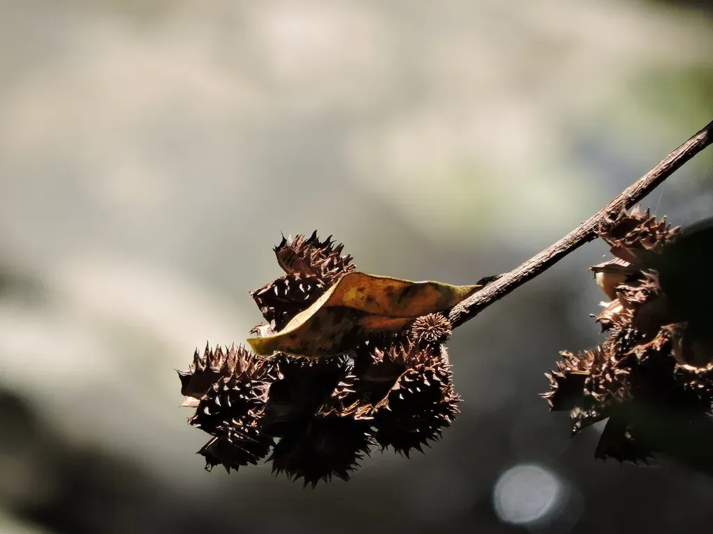 Esenbeckia Grandiflora