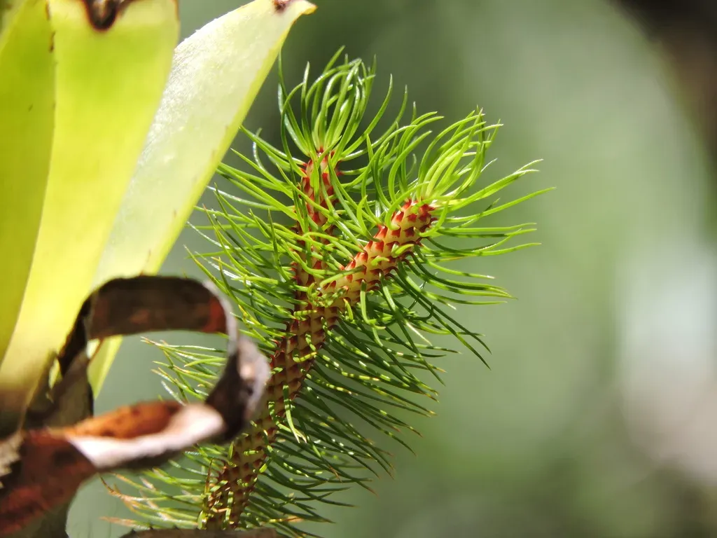 Phlegmariurus Mandiocanus