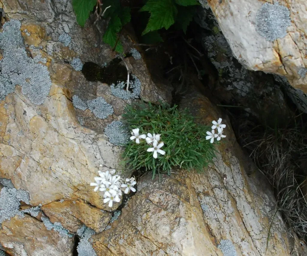 Gypsophila Uralensis