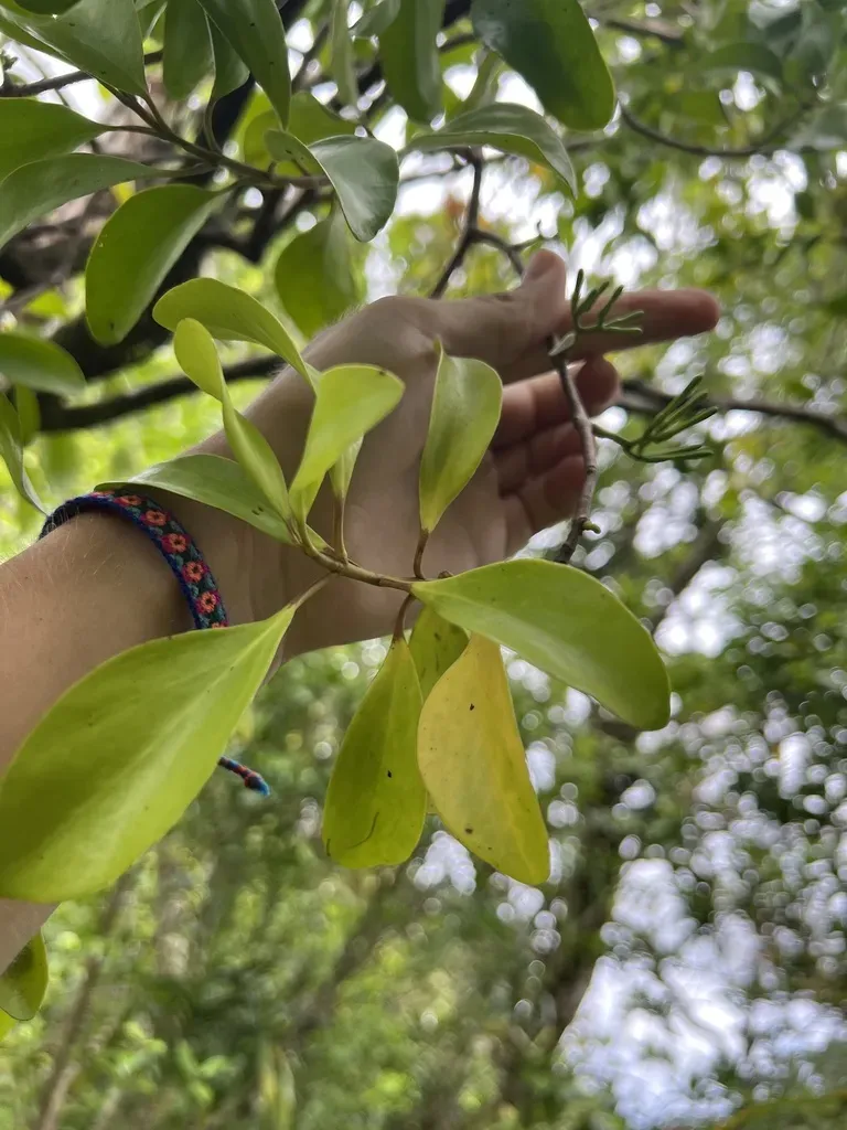 Decaisnina Forsteriana