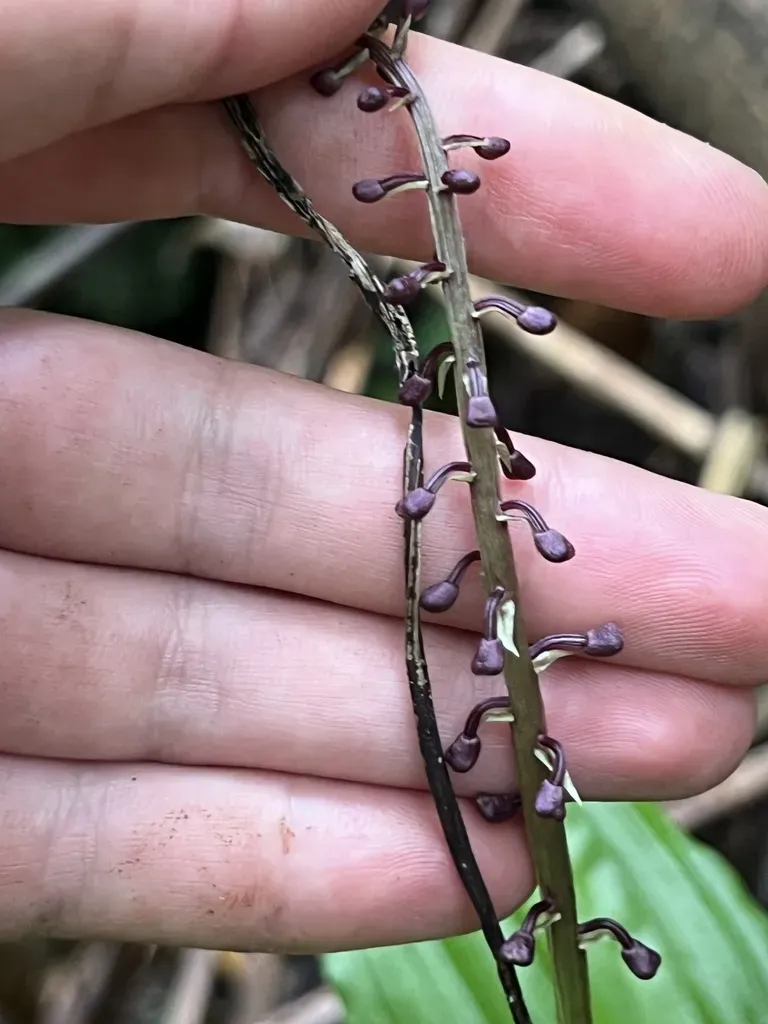 Crepidium Resupinatum