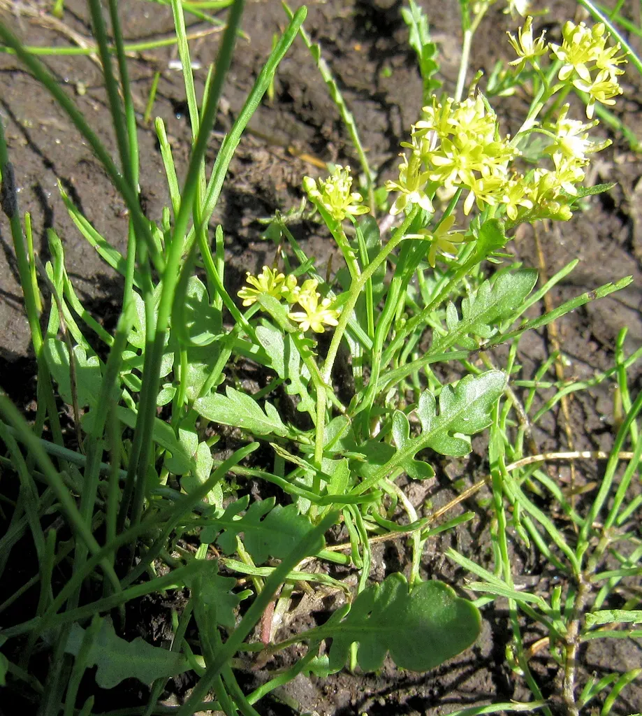 Curve-pod Yellowcress