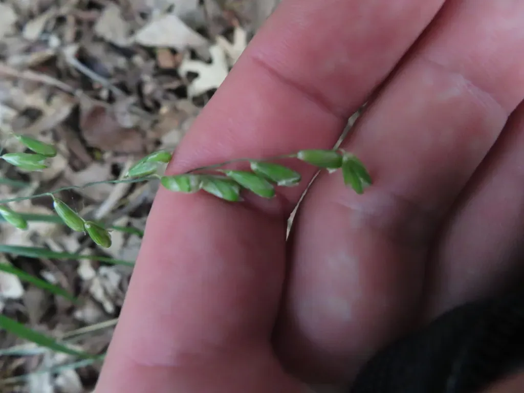Twoflower Melicgrass