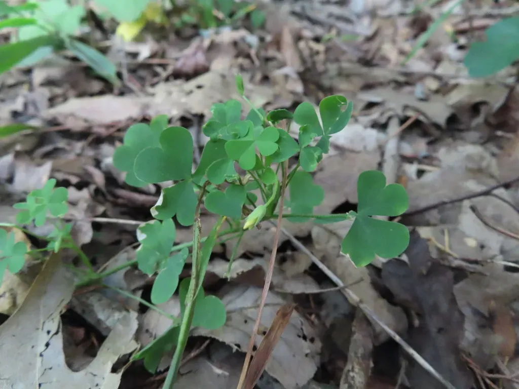 Illinois Woodsorrel