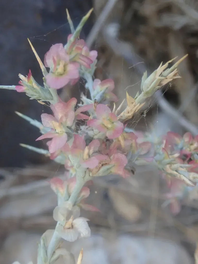 Short-pointed Saltwort