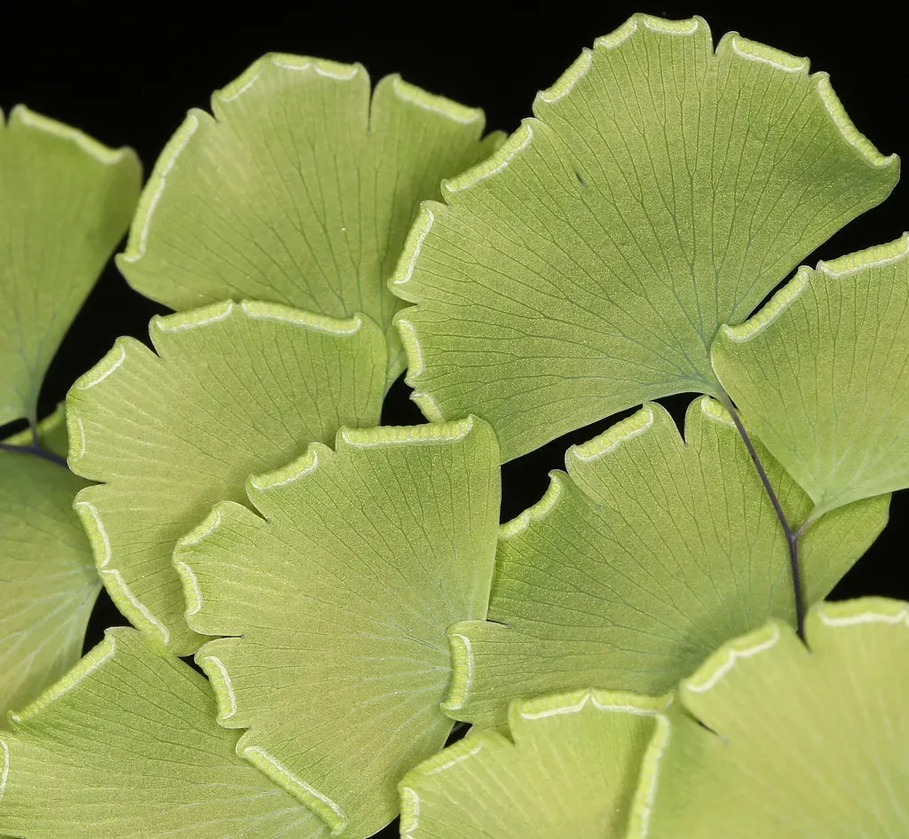 Shasta Maidenhair