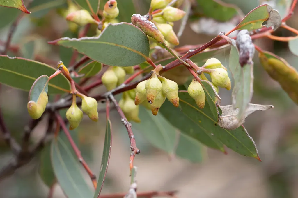Eucalyptus Ecostata