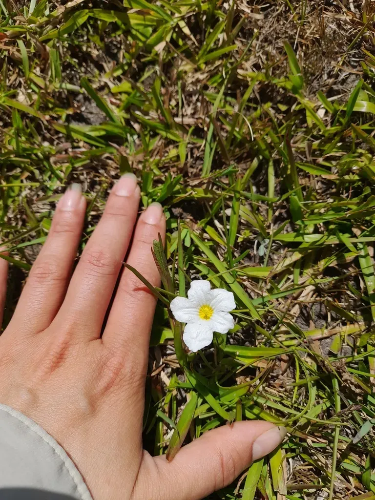 Nierembergia Rivularis