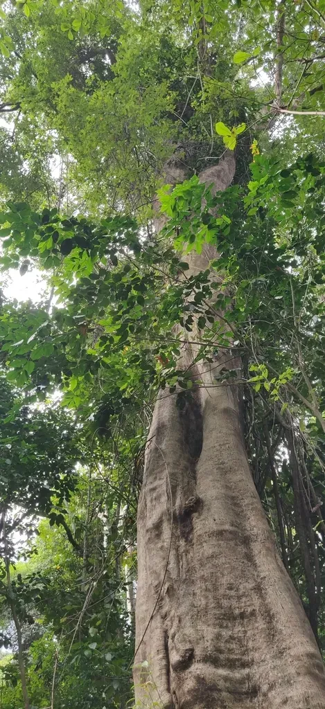 Terminalia Citrina