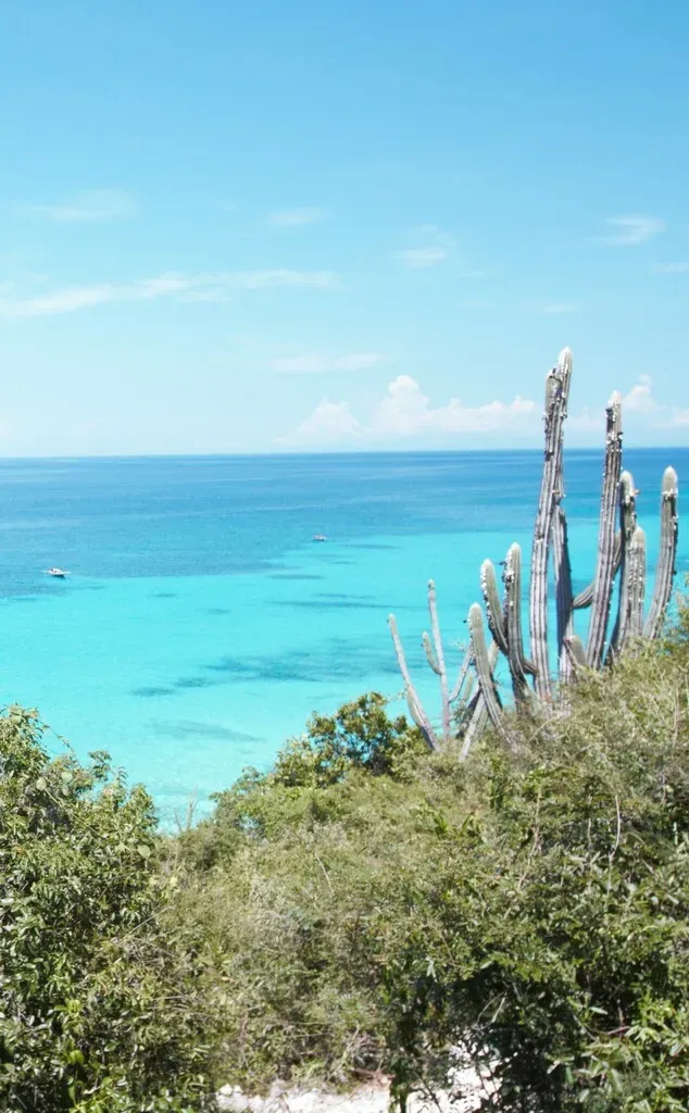 Deering's Tree Cactus