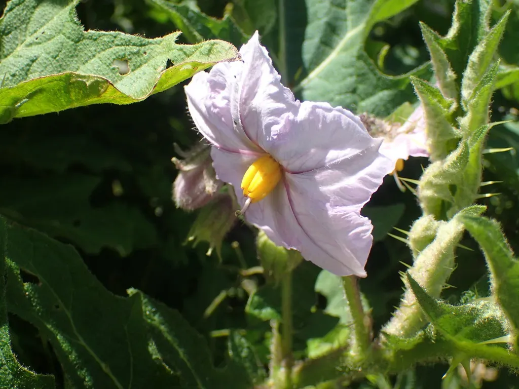 Solanum Dasyphyllum