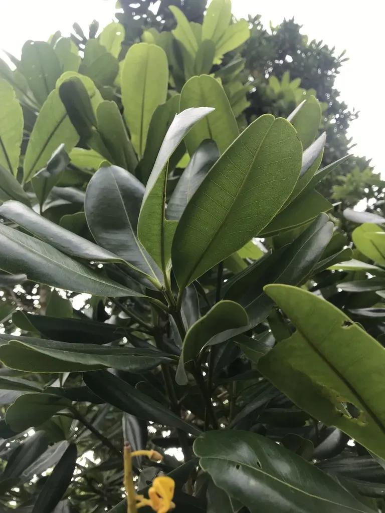 Vochysia Lehmannii