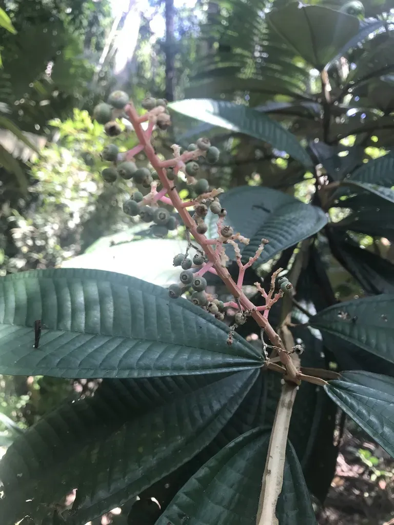 Miconia Pterocaulon