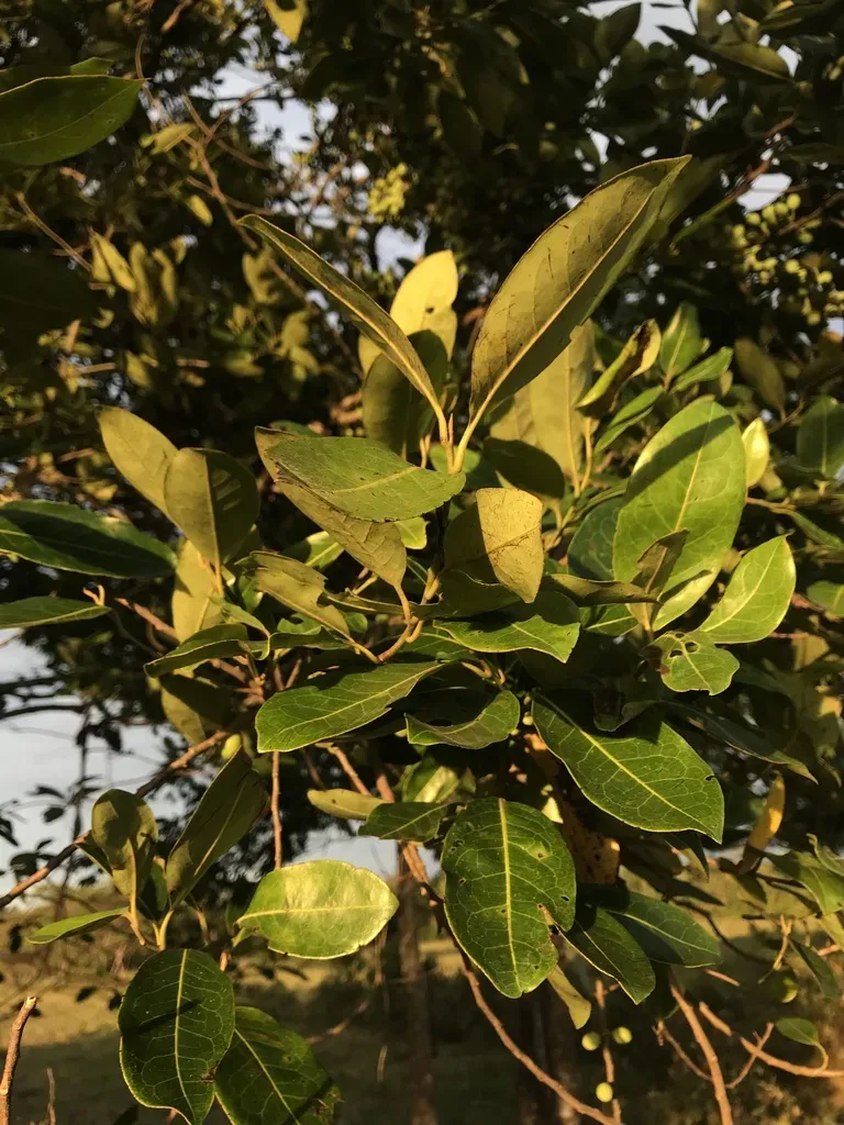 Pera Arborea