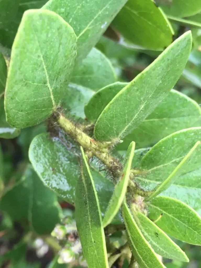 White-haired Manzanita