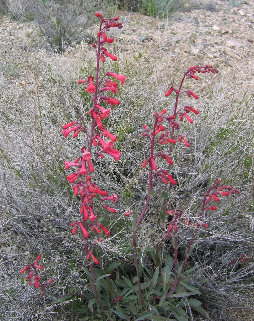 Utah Penstemon