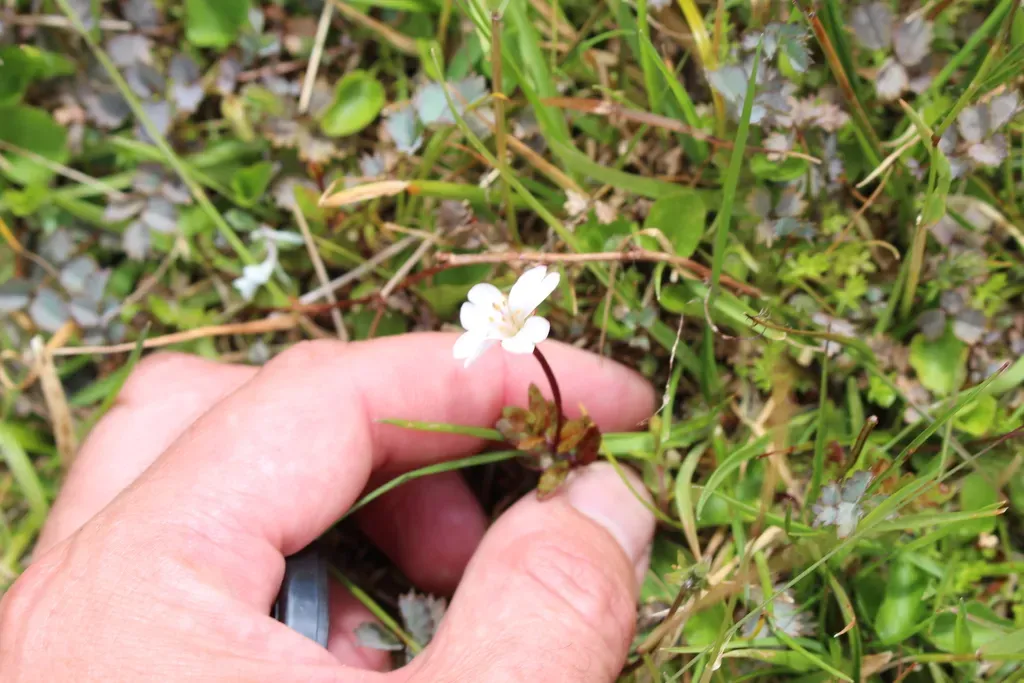 Epilobium Macropus