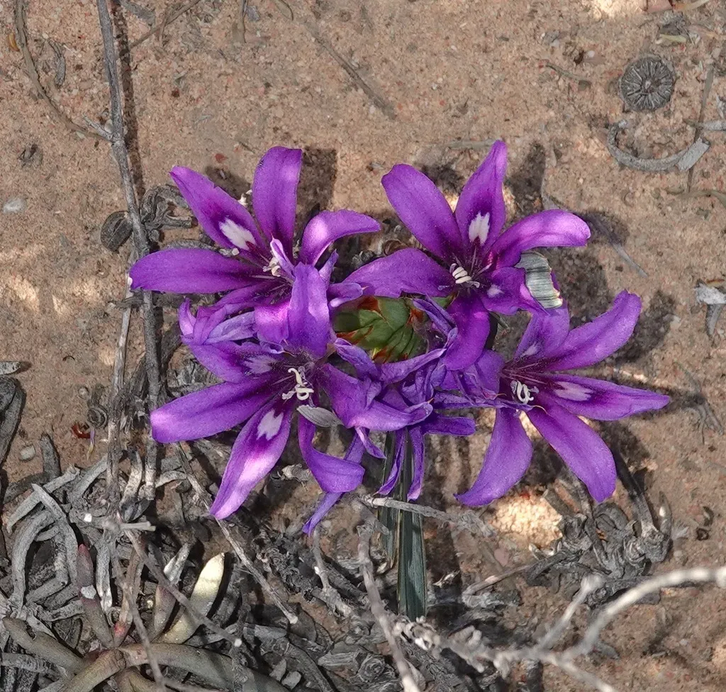 Arid Chompleaf Bobbejaantjie