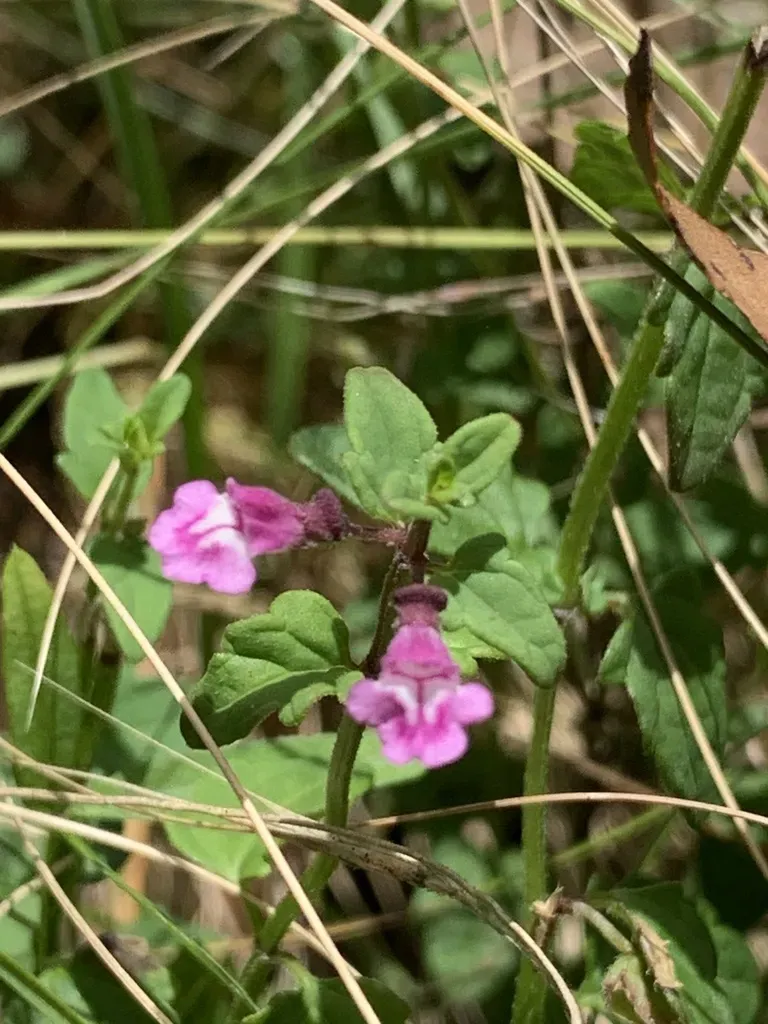 Dwarf Skullcap