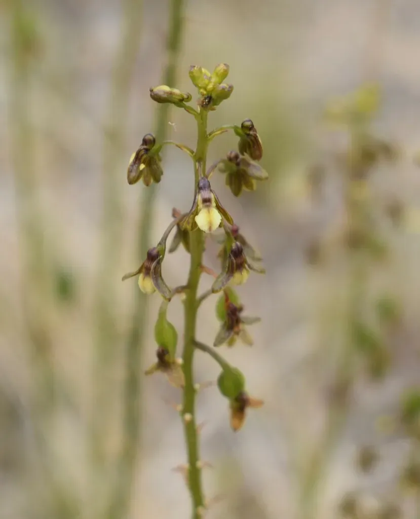 Spoon Cinderella Orchid