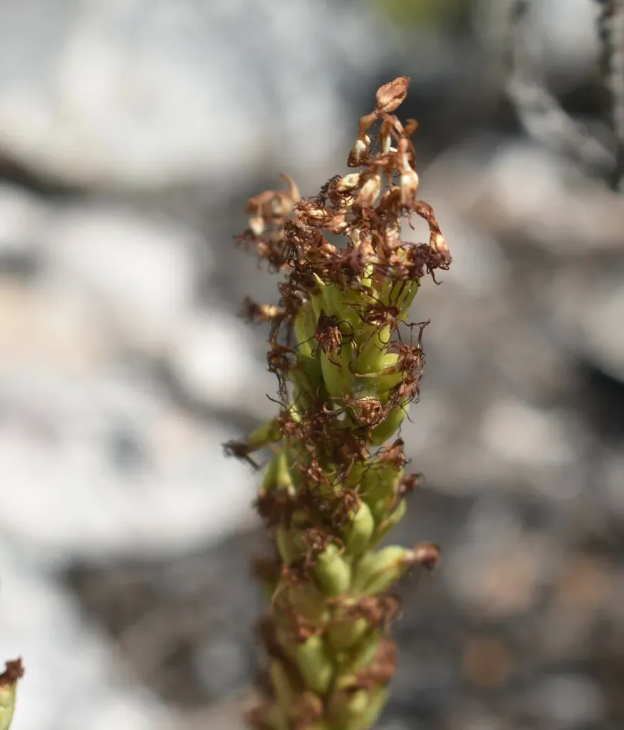 Curlyspur Hair Orchid