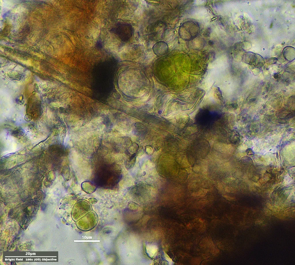 Desmococcus Olivaceus