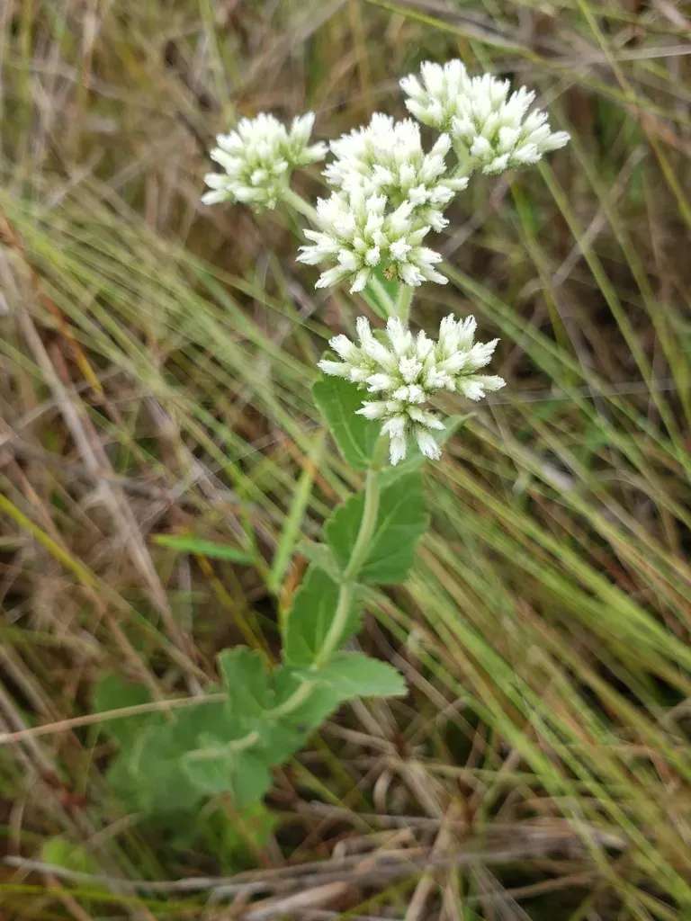Roundleaf Thoroughwort