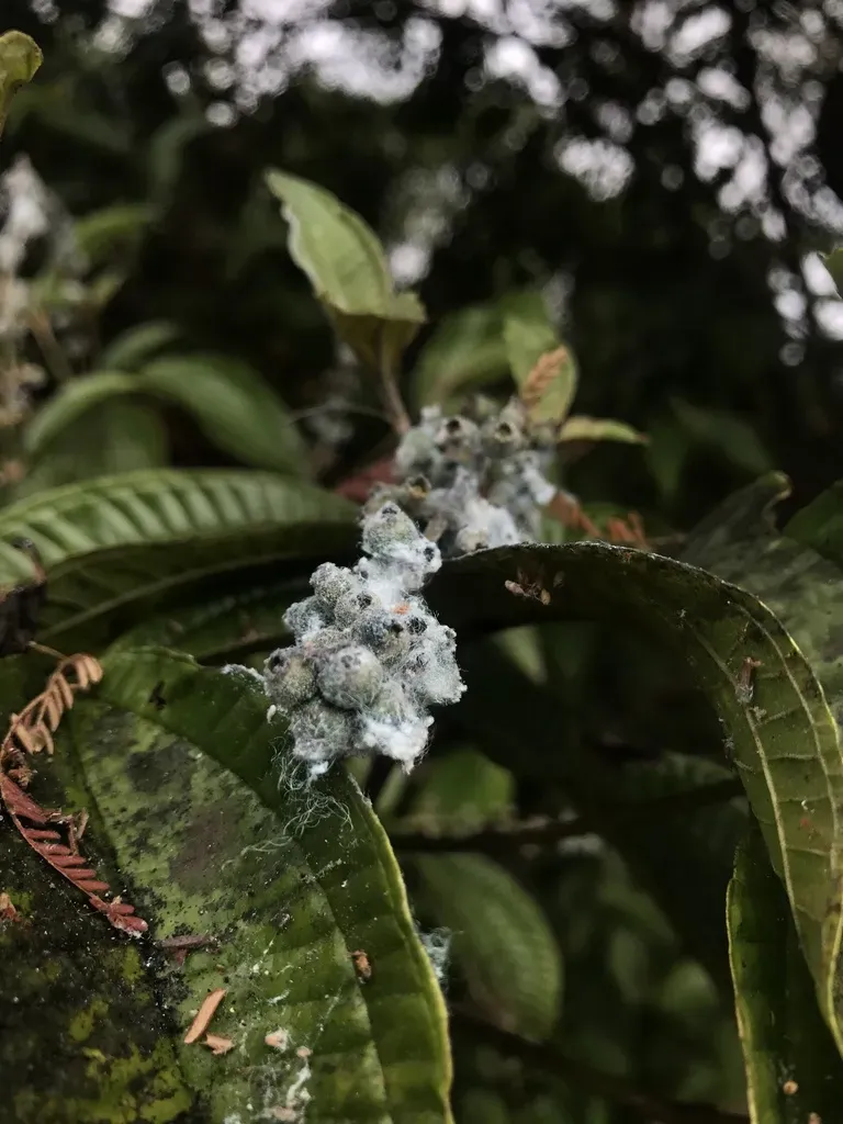 Miconia Multispicata