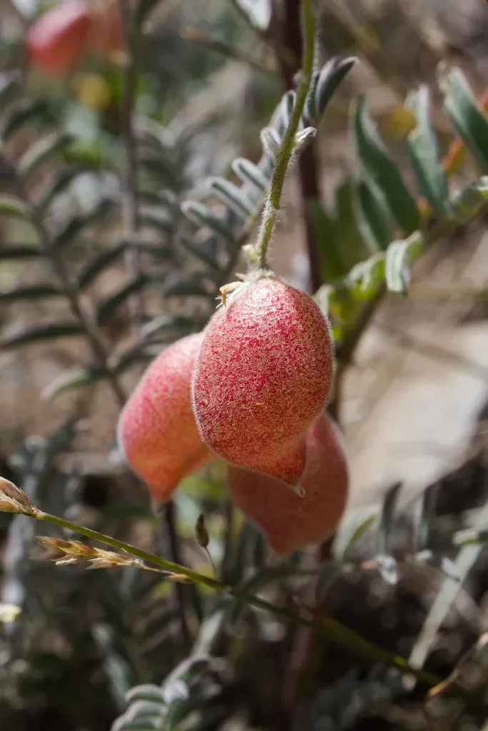 Astragalus Monticola
