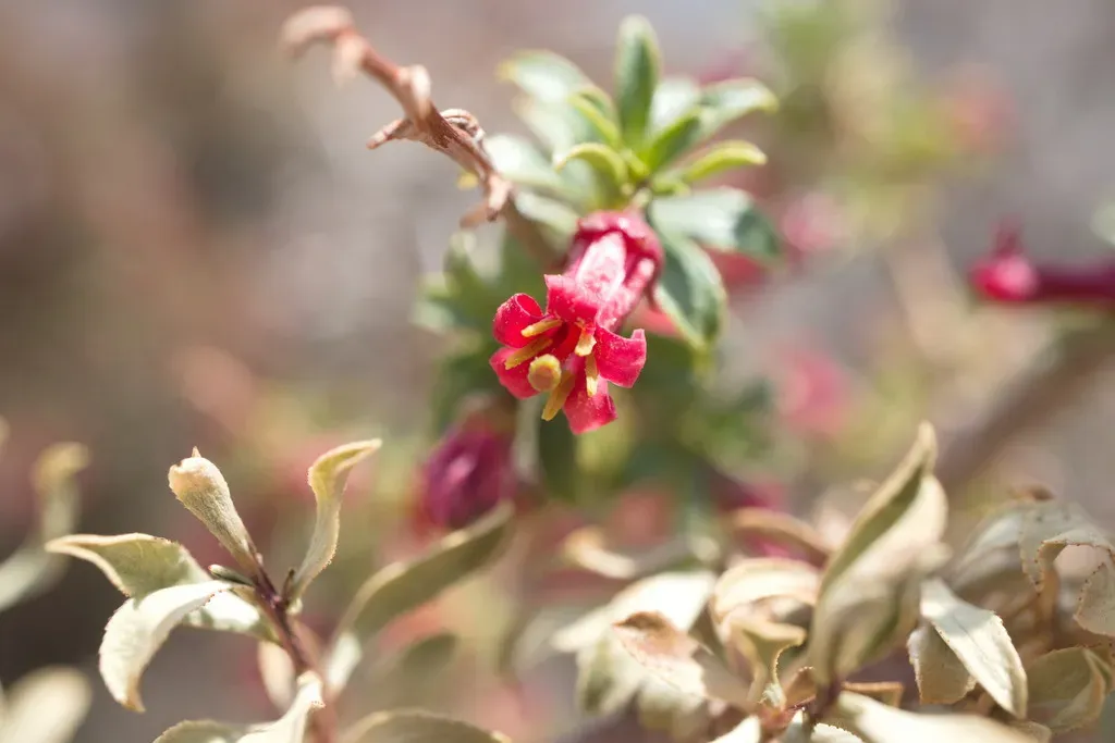 Escallonia Carmelitana