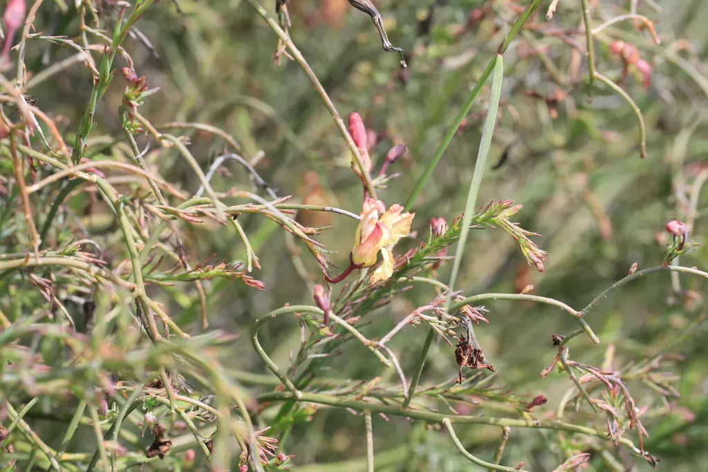 Yellow Leschenaultia