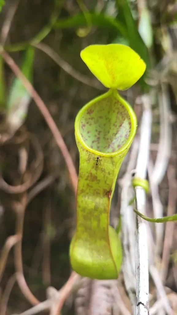 Nepenthes Tobaica
